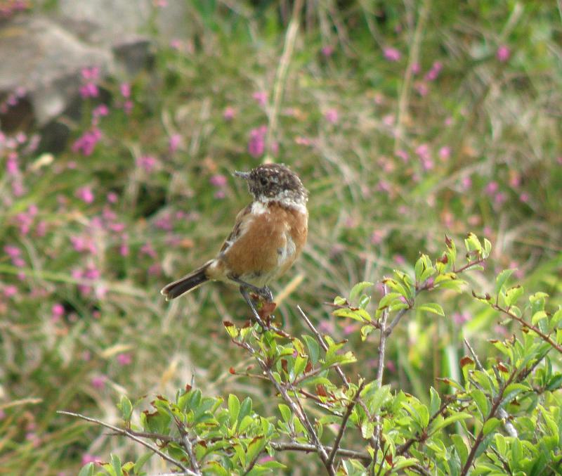 20100809t weer onbekend vogeltje.JPG